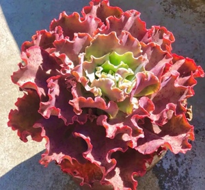 多肉植物包菜高沙之翁大老桩绿植花卉盆栽室内阳台创意萌物防辐射