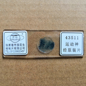 运动神经元装片