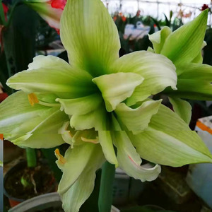 【现货】绿精灵 朱顶红种球 国产 绿色重瓣 后期花不变白