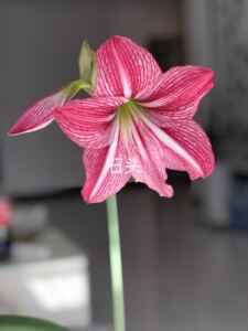 【现货】九月玫瑰线 日朱 朱顶红 白肋品种  主图实开