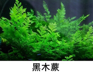 细叶铁皇冠水草 黑木蕨水草 下叶水晶虾缸阴性草蕨类水草