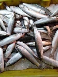 霞浦滩涂特产新鲜海捕野生鲻鱼新鲜乌头鱼冰鲜鲫鱼海鲻梭鱼5斤