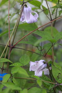 铁线莲克里斯巴天使茜p9盆栽苗铃铛铁庭院阳台花墙宿根攀援花卉
