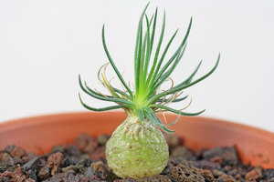 多肉植物 南非稀有小球根 ornithogalum sardienii 迷你海葱