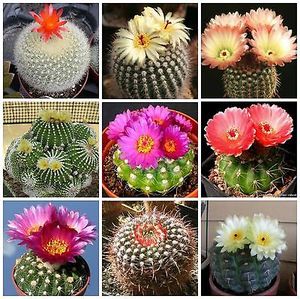国外进口种子 仙人掌科 南国玉属 notocactus 混合种子