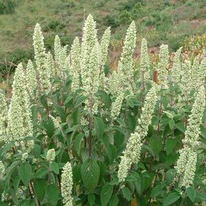 野坝子野坝蒿野香苏扫把茶云南中草药凉茶清热泡水煮鸡干品包邮清