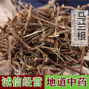 马兰草根