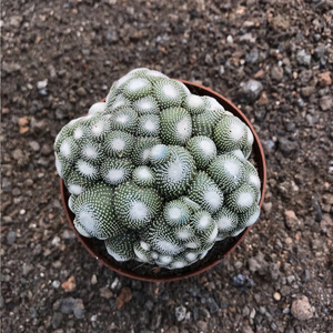 松露玉群生多头仙人球室内开花防辐射美观易养多肉植物仙人掌盆栽