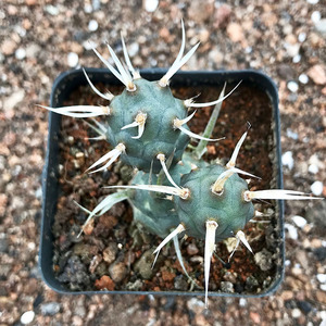 纸刺武藏野团扇自根仙人掌仙人球桌面防辐射造型多肉植物一物一拍