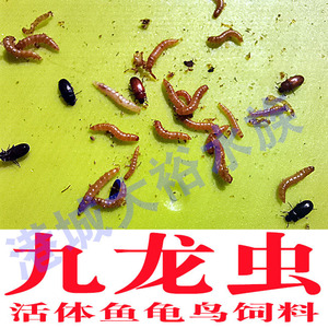 九龙虫 饲养繁殖盒 幼虫 粪便分离器黄粉虫洋虫养殖饲养箱108人付款
