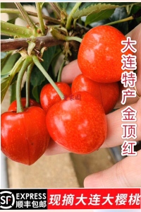 金顶红