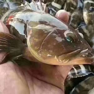 【新鲜青斑鱼】新鲜青斑鱼品牌,价格 - 阿里巴巴