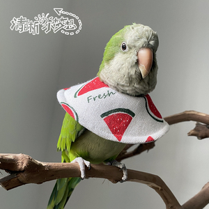 清晰家鹦鹉鸟用伊丽莎白圈防咬毛啄毛受伤保护项圈脖套斗篷