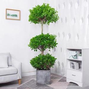 三层金钱榕树盆栽花卉客厅中大型观叶摇钱树盆景金钱榕净化空气
