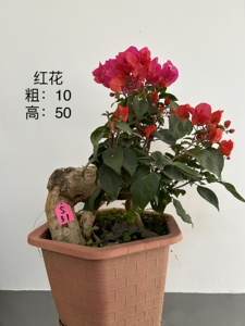 开花三角梅坨坨小老桩同安红红樱潮州红绿樱加州黄金提根盆景