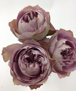 新品日本月季 欧月 法尔索 大苗 盆栽花卉 月季花苗 阳台庭院