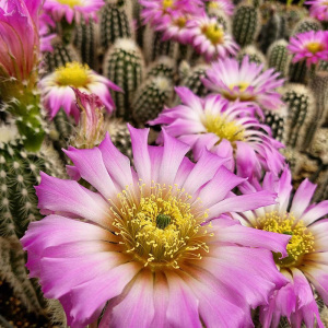 仙人球 鹿角柱属 大花美花角 白毛青花虾 花杯虾 明虾一物一拍