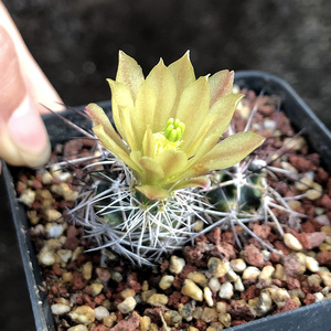 仙人球鹿角柱属实生青花虾 实生达氏青花虾 短豪刺青花虾一物一拍