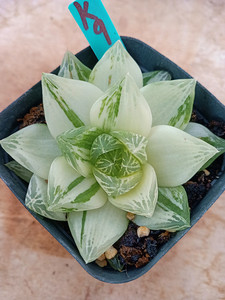 京之华锦一物一拍,玉露锦十二卷属 多肉锦,唯美高颜值网红多肉