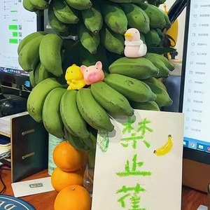 香蕉绿植禁止蕉绿办公室绿植小米蕉带杆整条可食用水培香蕉带卡片