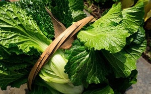 苏州吴江特产露天新鲜采摘香青菜2斤装尝鲜香糯绣花冰袋顺丰包邮