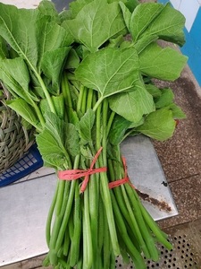 苏州吴江露天新鲜采摘南瓜藤叶南瓜梗南瓜尖南瓜叶2斤顺丰包邮