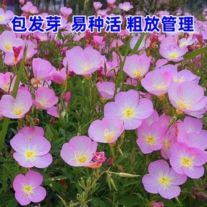 美丽月见草花种子四季播种开花易活花籽阳台花卉庭院室外花种籽子