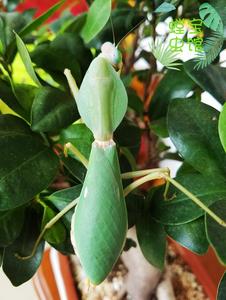 马盾螳螂 现货促销 活体 大型 马来西亚巨人盾基菱背螳