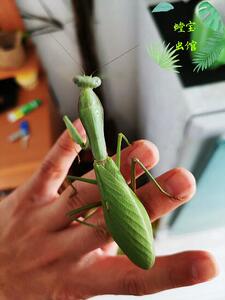 马来西亚宽背斧螳 宽背螳 办公室饲养 摄影 螳螂活体 大型