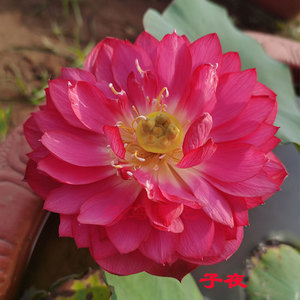 【售罄】【子夜】 中大型 碗莲种藕 迷你小莲花 丰花 包对版