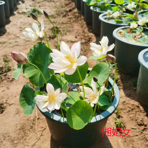 【全新】【湘妃女】小微型碗莲种藕 迷你观赏盆栽荷花 丰花包对版