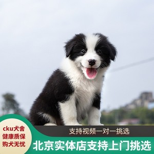 边牧幼犬纯种活体陨石金色咖啡边牧犬活物北京赛级血统边境牧羊犬