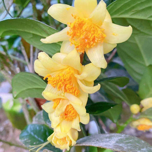 广西紫罗兰金花茶树苗盆栽 名贵花卉 阳台庭院植物金茶花原生苗