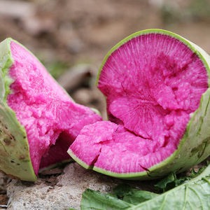 密水农家 新鲜心里美萝卜红心大萝卜水萝卜不辣 口感微甜清脆400g