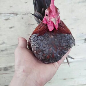 塞拉玛元宝鸡受精种蛋宠物鸡观赏鸡矮脚鸡小体型马来西亚玲珑鸡