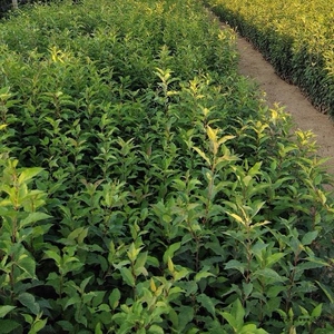 山丁子树苗,用于嫁接各种果树.