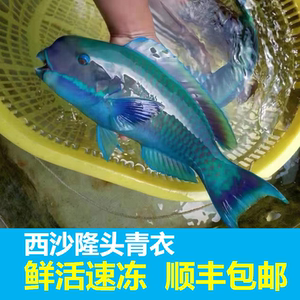 009人付款淘宝海南西沙隆头青衣鱼鲜活冷冻海鲜新鲜水