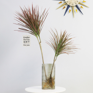 七彩铁水培植物带根马尾铁比马醉木吊钟好养水养盆栽老桩千年木