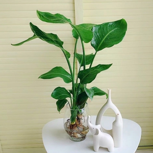 天堂鸟盆栽植物水培