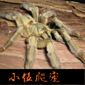 【千里达老虎尾】1-2cm大幼体 入门树栖蜘蛛活体生长迅速捕鸟蛛
