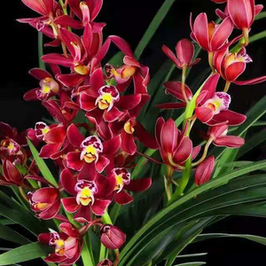 xudongshuo123淘宝陕西秦岭浓香蕙兰幽香春兰带花苞兰花草四季绿植