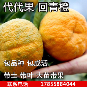 代代树