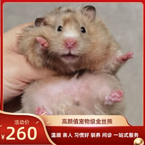 【雪北香南】鸽灰鸽灰玳瑁家养熊金丝熊西施仓鼠小宠物活物活体