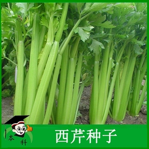 蔬菜种子西芹种子 芹菜种子文图拉籽春秋蔬菜南方四季种孑青菜种