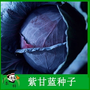 【紫甘蓝种子】蔬菜种籽紫云紫阳甘蓝蔬菜种孑 高产早熟春秋季籽