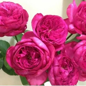 伊芙红伯爵月季系列胭脂飞溅粉乙女心婚礼伯爵大花浓香水型苗