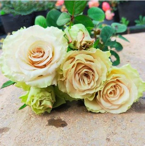 尼古拉欧月肯尼亚新品切花月季大花浓香阳台玫瑰花苗花卉盆栽四季