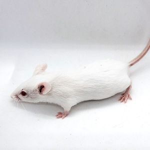 实验小白鼠活体红皮乳鼠繁殖组一公三母大小亚成怀孕种鼠猫零食玩