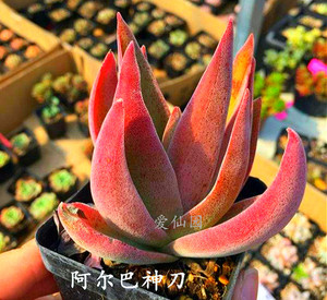 神刀锦阿尔巴圆达摩姬神紫蛮刀丛珊瑚松之银多肉植物 韩国进包邮