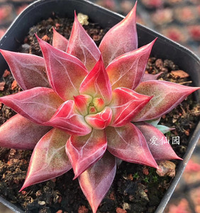 灵魂多肉肉植物暗纹血斑韩国进口 新品贵货多肉 爱仙园满额包邮